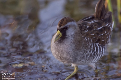 FL3410 Virginia Rail Chick