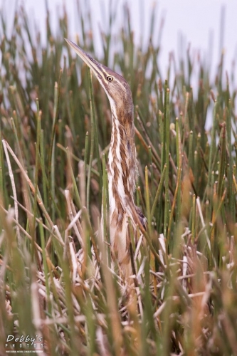 FL3411 Amerian Bittern