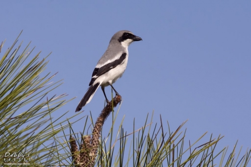 FL3412  Loggerhead Shrike