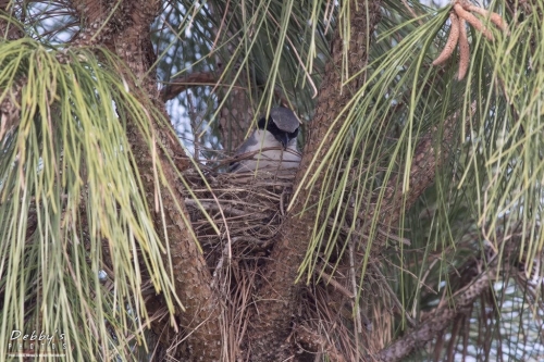 FL3413 Loggerhead Shrike on nest