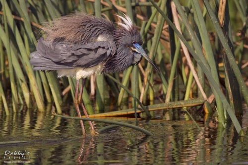 FL3414 Tri-Colored Heron in breeding colors