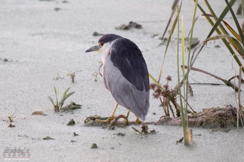 FL3415 Black-crowned Night Heron