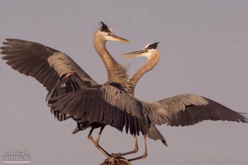 FL3416 Great Blue Heron Standoff