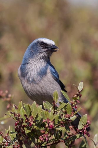 FL3419 Scrubjay