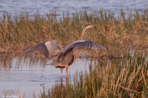 FL3420 Great Blue Heron at sunset