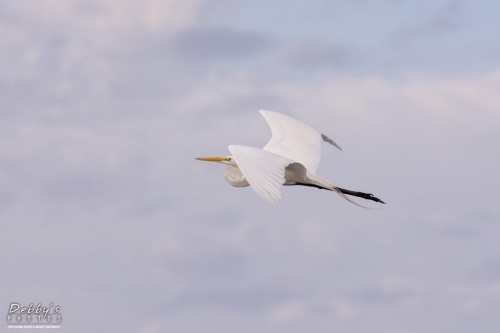 FL3422 Great Egret in flight