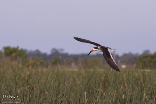 FL3423 Black Skimmer in flight