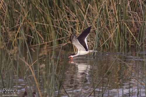 FL3425 Black Skimmer