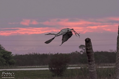FL3426 Great Blue Heron takeoff at sunrise