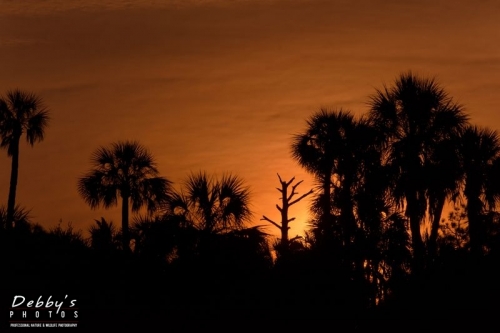 FL3500 Sunrise Silhouettes