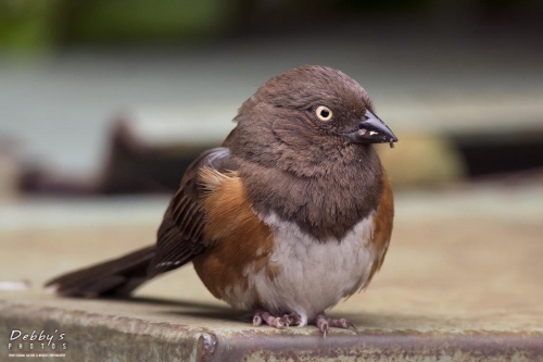 FL3544  Female Eastern Towhee