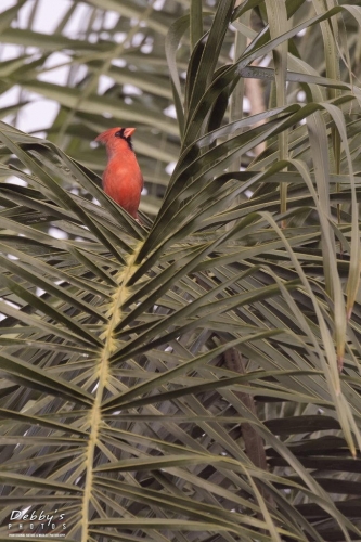 FL3593 Male Northern Cardinal