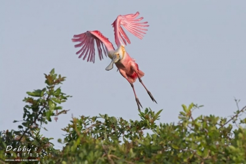 FL3697 Roseate Spoonbill Landing