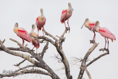 FL3699 Treeful of Roseate Spoonbills