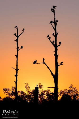 FL3758 Birds Silhouetted at Sunset