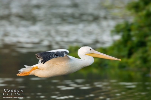 FL3809 White Pelican in Flight