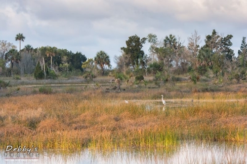 FL4202 Marsh, Water Birds