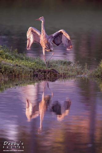 FL4290 Sandhill Crane Colt Stretching Wings