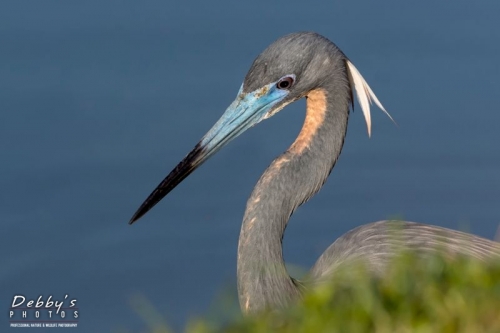 FL4301 Tri-Colored Heron