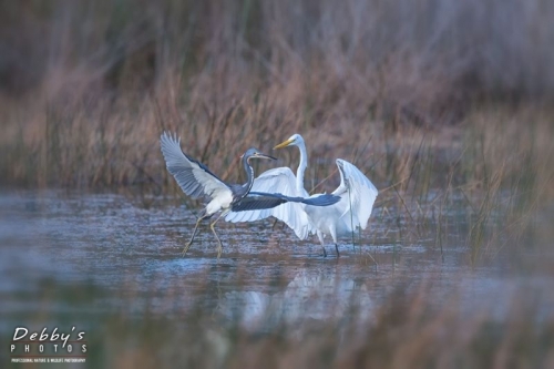 FL4380 Tri-Colored Heron and Great Egret Sparring