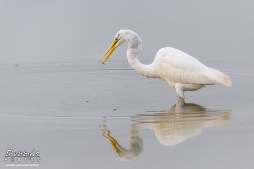 FL4389 Great Egret, Catch and Reflection