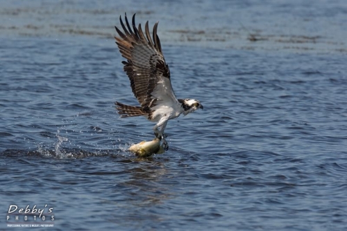 FL4422 Osprey Catching Big Fish