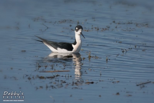 FL4423 Black-Necked Stilt