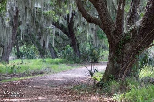 FL4433 Living Oaks and Moss along Trail