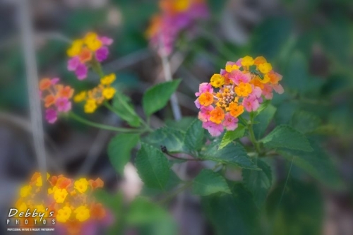 FL4435 Largeleaf Lantana and Green Irridescent Fly