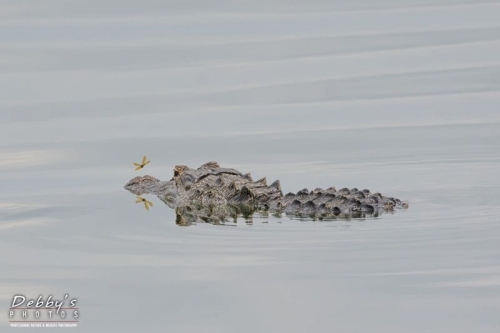 FL4445b Alligator with Dragonfly and Reflection
