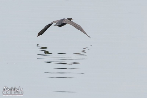 FL4446 Double-Crested Cormorant and Reflection