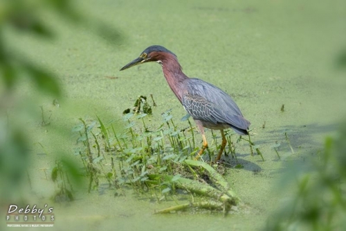 FL4447 Little Green Heron