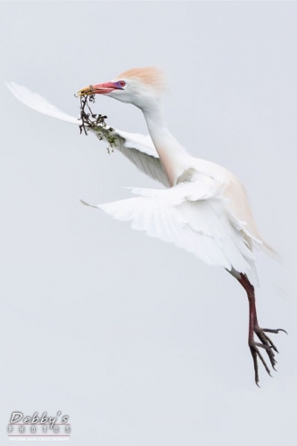 FL4455 Cattle Egret in Flight with Branch for Nest