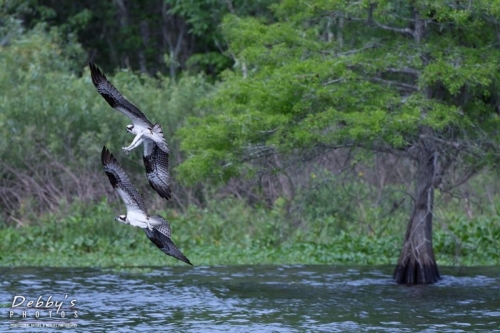 FL4456 Osprey Chase In Flight