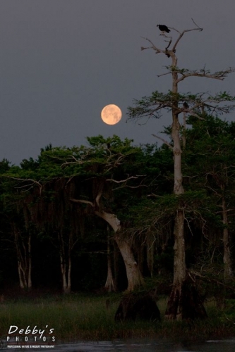 FL909 Full Moon and Osprey in Cypress Tree