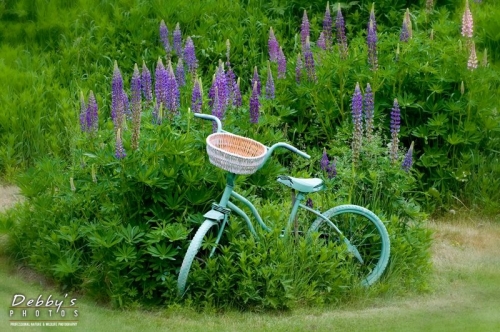 1087 Old Bike, Lupine