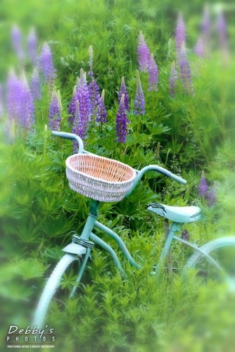 1087b Old Bike and Lupine