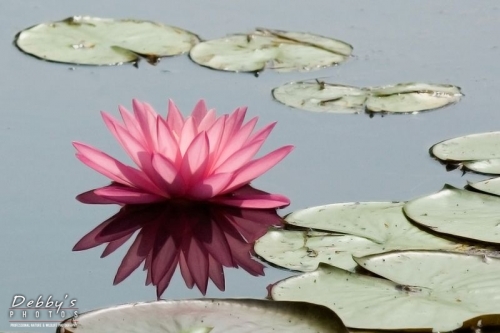 416 Pink Water Lily and Reflection