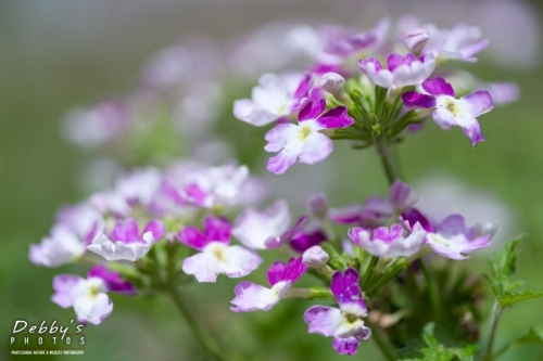 4289 Sparkling Amethyst Verbena