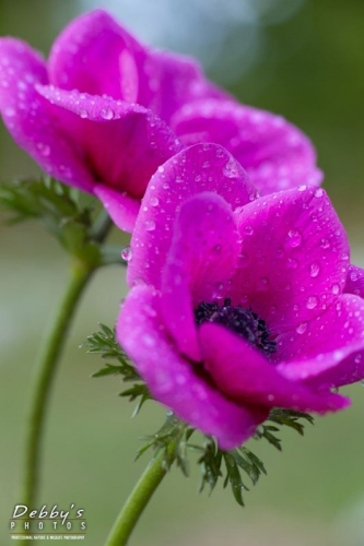 4307 Pink Anemone with Rain Drops