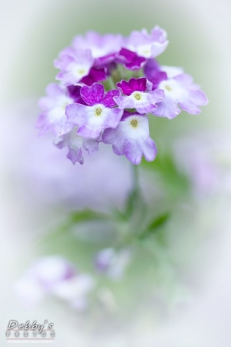 4311 Sparkling Amethyst Verbena