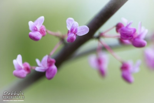 4312 Redbud Blossoms