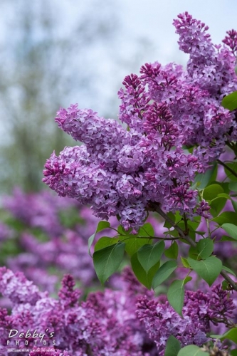 4316 Lilacs