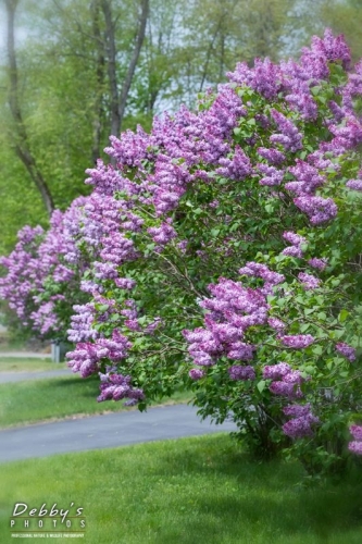 4317 Lilacs 2
