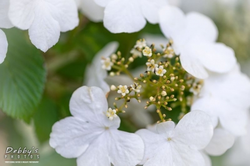 4343 Viburnum Flowers, Snowflake Bush