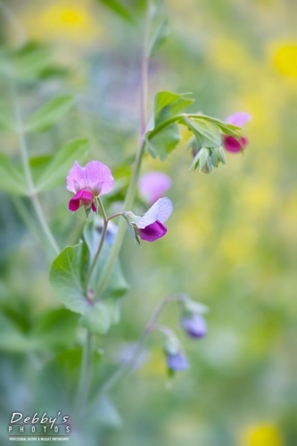 4385 Sweet Peas