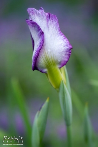 4387 Single Iris and Raindrops