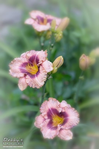 4405 Daylilies, Hemerocallis