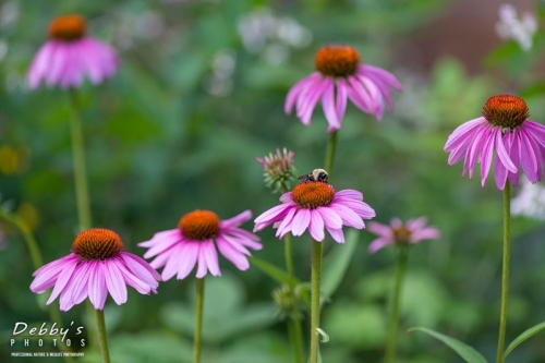 4425 Coneflowers, Bee