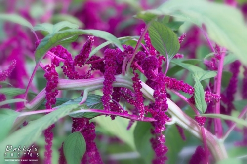 4436 Quelites, Amaranthus Caudatus